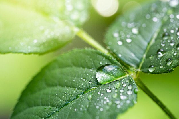 Mooie waterdruppels na regen op groene rozenbladeren in zonlicht macro selectieve focus