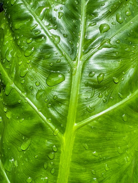 Mooie waterdruppels op de textuur van groene bladeren na het regenen