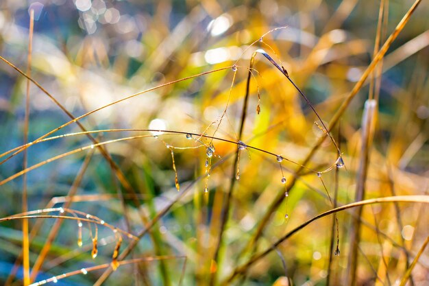 Mooie waterdruppels op een gras