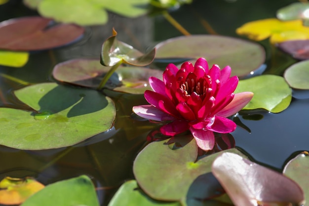 Mooie waterlelie bloeien in de vijver.