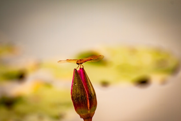 Foto mooie waterlily of lotusbloembloem in vijver.