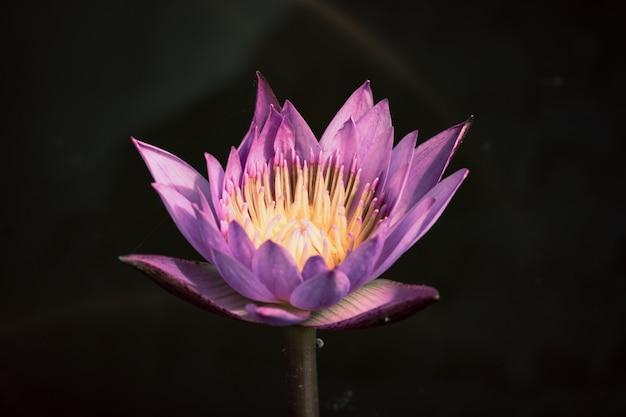 Foto mooie waterlily of lotusbloembloem in vijver.