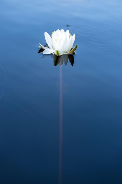 Mooie waterplant witte waterlelie Nymphaea alba in een schoon rustig meer in het bos