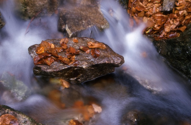 Mooie waterval in het bos