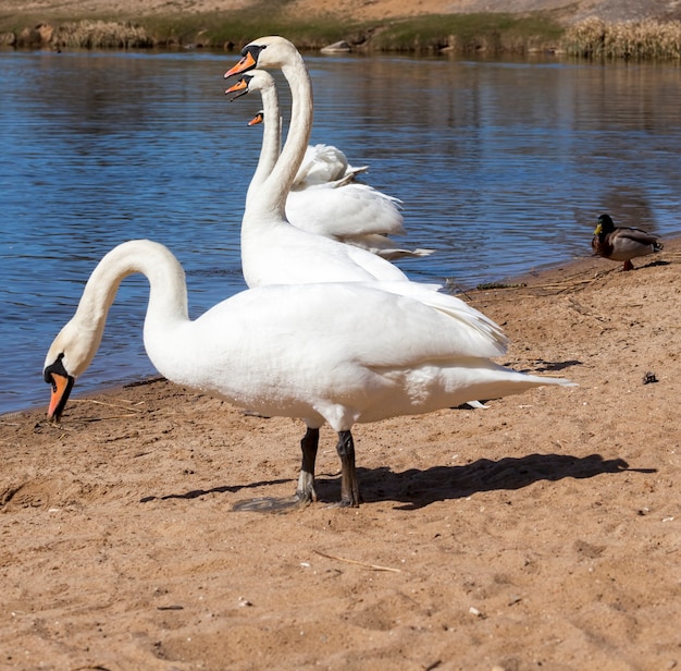 Mooie watervogels zwaan op het meer in de lente