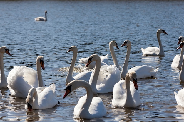 Mooie watervogelsgroep Zwaanvogel op het meer in de lente