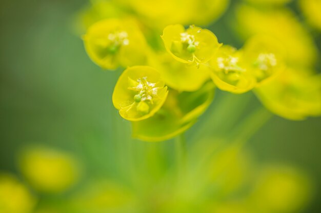 Foto mooie wazige bloemen in de natuur