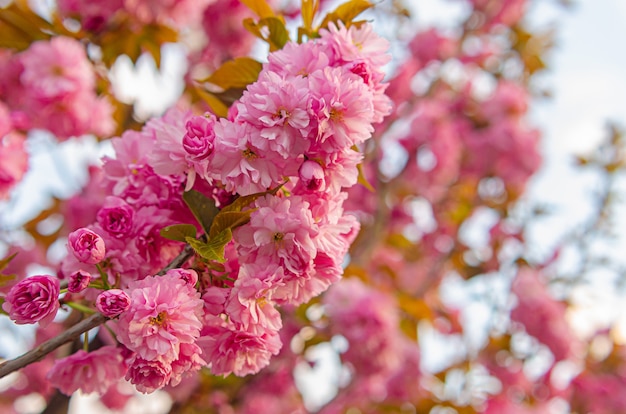 Mooie weelderige bloeiende sakuraboom. roze pluizige bloemen.