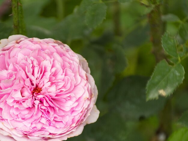 Mooie weelderige tuinroos Geurige rozenstruik Mooie achtergrond Tuinbloem