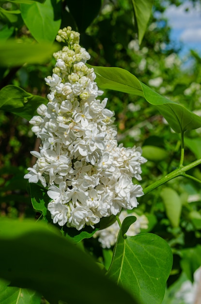 Mooie weelderige verse bos van witte lila op een struik in de tuin. Tuinstruik, voorjaarsbloeiend, fris aroma.