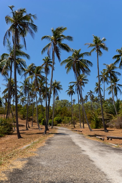 Mooie weg door tropische kokospalmen