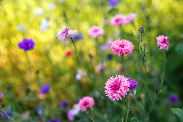 Mooie weide veld met wilde bloemen Spring Wildflowers close-up Gezondheidszorgconcept Landelijk veld Alternatieve geneeskunde Milieu