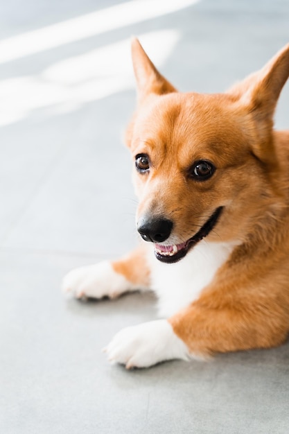 Mooie welsh corgi pembroke-hond zit thuis op de grond en lacht lifestyle van een huisdier