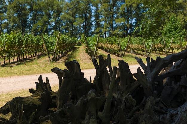 Foto mooie wijnstok van europese druiven in de uruguayaanse wijnmakerij in de regio canelos