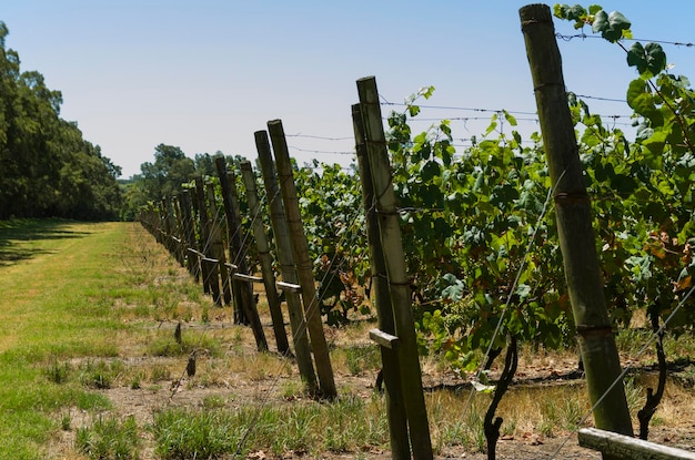 Mooie wijnstok van Europese druiven in Uruguayaanse wijnmakerij in Canelos-regio Moscato-druiven