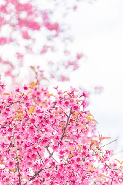 Mooie Wild Himalaya Cherry Blooming roze Prunus cerasoides bloemen bij Phu Lom Lo Loei en Phitsanulok van Thailand