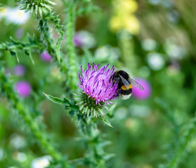 Mooie wilde bloem gevleugelde bij op achtergrond gebladerte weide foto bestaande uit wilde bloem bij vliegt langzaam naar grasweide verzamelen nectar voor honing wilde bloemenbij op het platteland van de kruidenweide