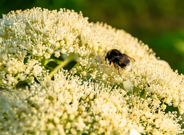 Mooie wilde bloem gevleugelde bij op achtergrond gebladerte weide foto bestaande uit wilde bloembij vliegt langzaam naar grasweide verzamelt nectar voor honing wilde bloemenbij op kruidenweide platteland