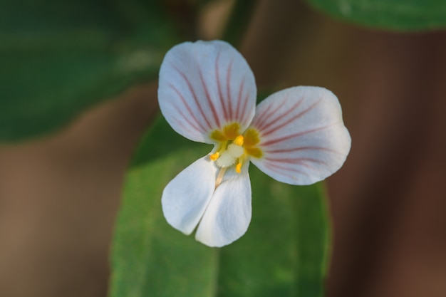 Mooie wilde bloem in het bos