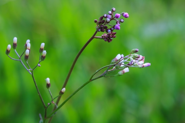 Mooie wilde bloem in het bos