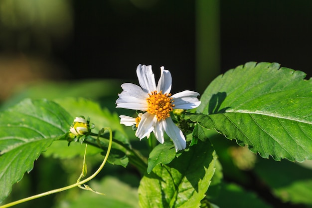 Mooie wilde bloem in het bos