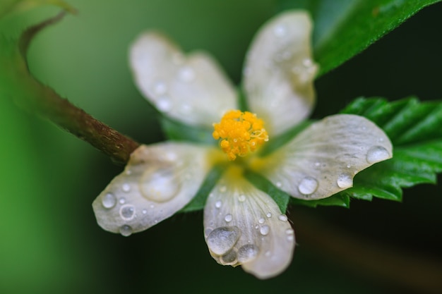 Mooie wilde bloem in het bos