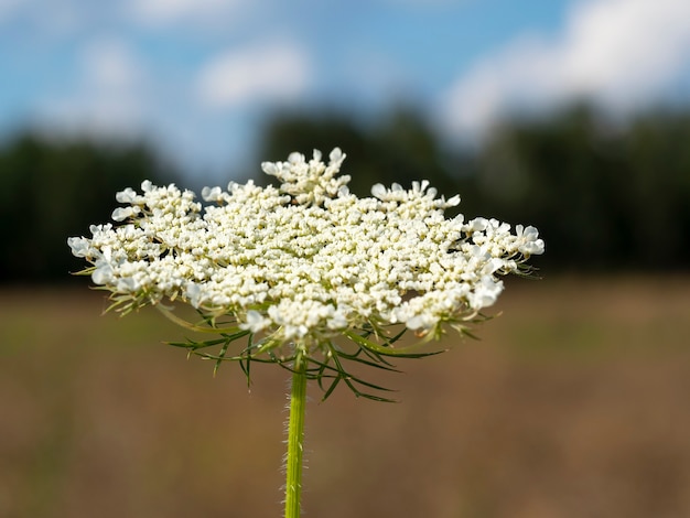 Mooie wilde bloem in het dorp. selectieve aandacht. onscherpe achtergrond