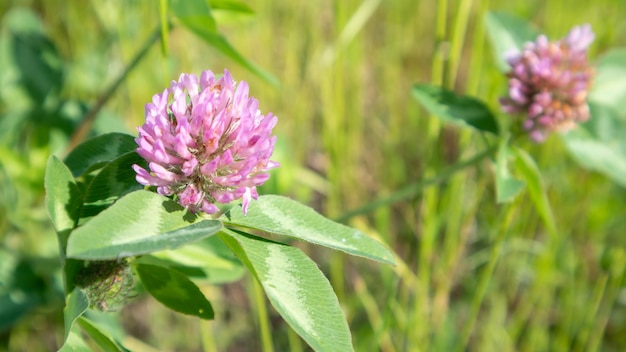 Mooie wilde bloemen en wilde kruiden op een groene weide. Warme en zonnige zomerdag. Weide bloemen. Wild zomerbloemen veld. Zomer landschap achtergrond met prachtige bloemen.