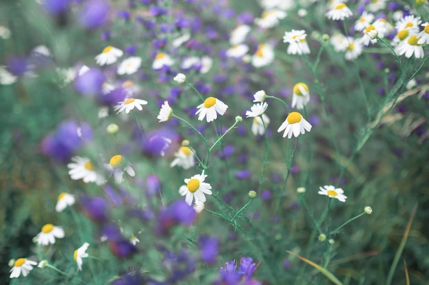 Mooie wilde bloemen in de wei