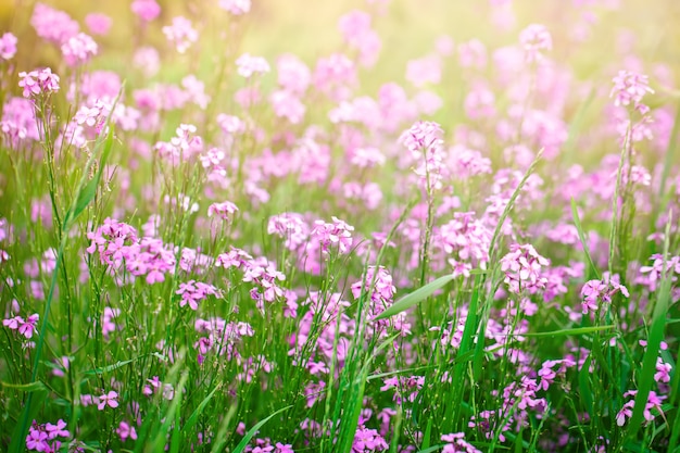 Mooie wilde bloemen in het groene gras.