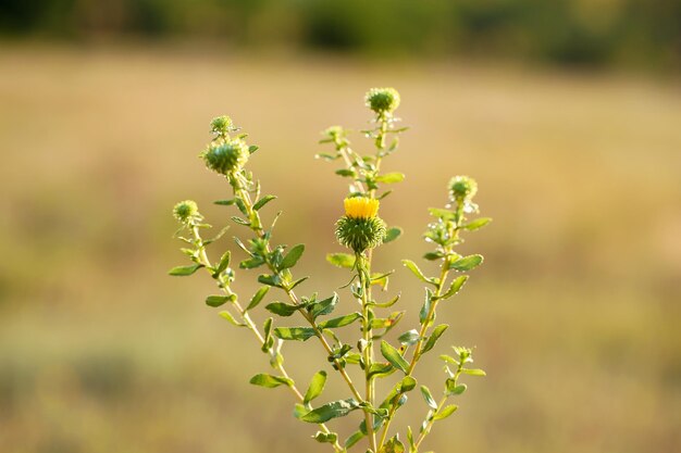 Foto mooie wilde bloemen in het veld