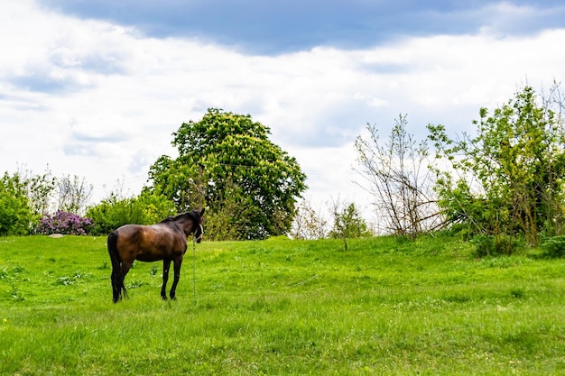 Mooie wilde bruine paard hengst op de zomer bloemen weide