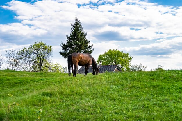 Mooie wilde bruine paard hengst op de zomer bloemen weide