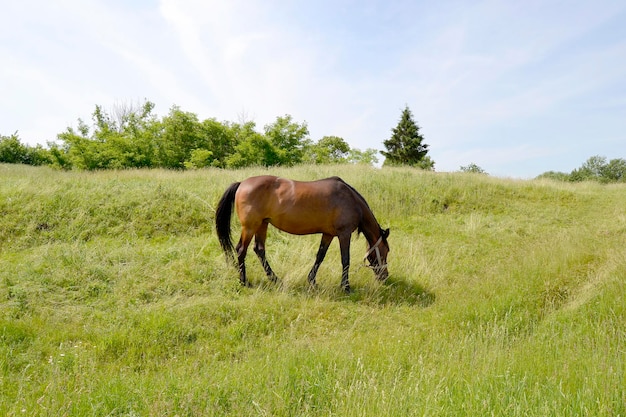 Mooie wilde bruine paardhengst op de zomerbloemweide
