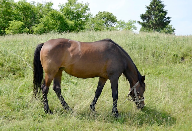 Mooie wilde bruine paardhengst op de zomerbloemweide