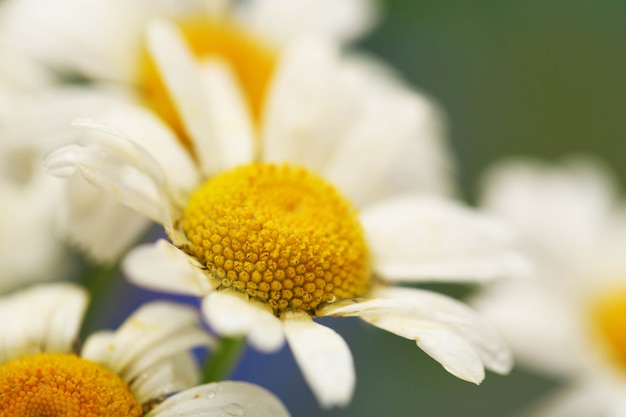 Mooie wilde camomiles, buitenshuis