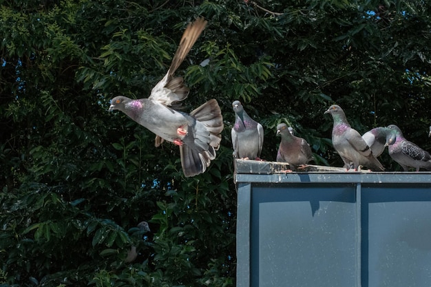 Mooie wilde duivenvogels leven in een stedelijke omgeving