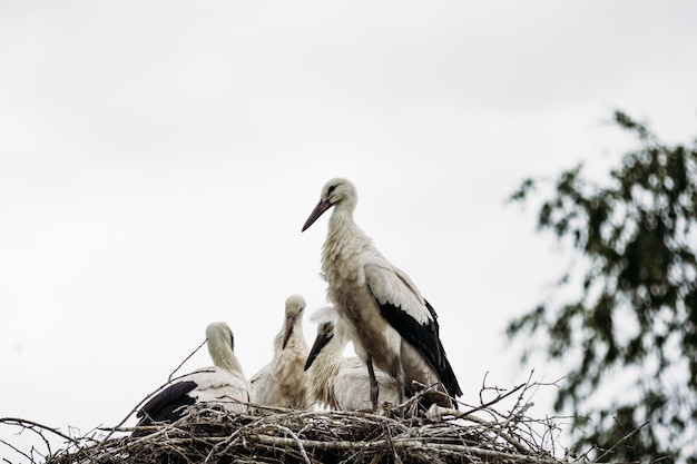 Mooie wilde ooievaar in het nest