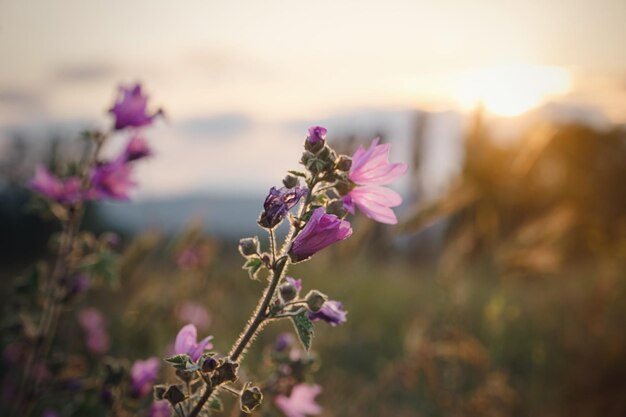 Mooie wilde paarse bloemen bij zonsondergang close-up