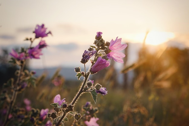 Mooie wilde paarse bloemen bij zonsondergang close-up