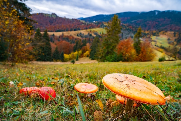 Mooie wilde paddenstoelen op een groene weide in een dicht veelkleurig bos in de Karpaten in de herfst