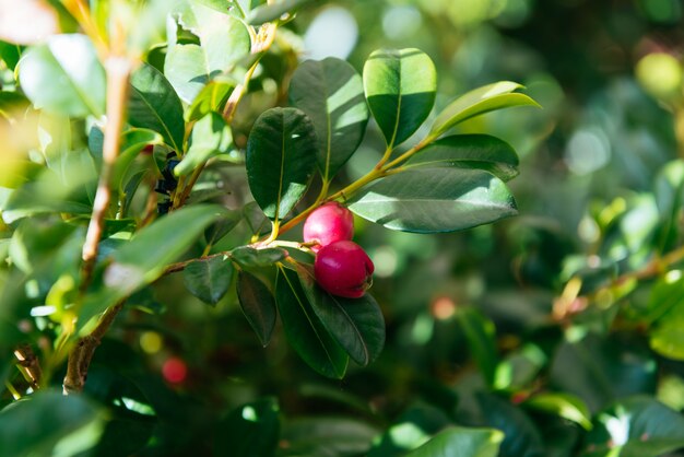 Mooie wilde plant op de natuur achtergrond.