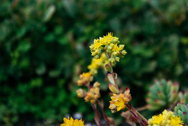 Mooie wilde plant op de natuur achtergrond.