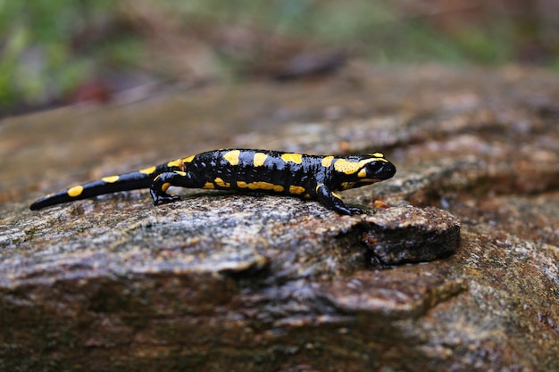 Mooie wilde salamander in de natuurhabitat