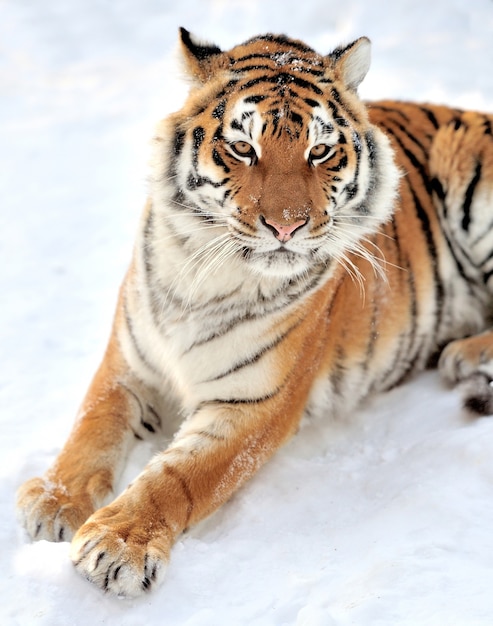 Mooie wilde Siberische tijger op sneeuw