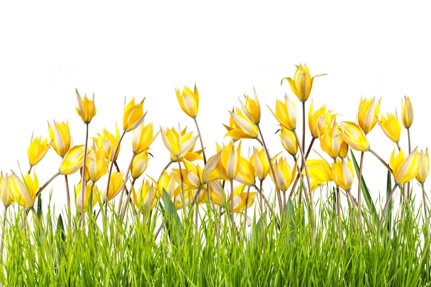 Mooie wilde tulp bloemen in gras geïsoleerd op een witte achtergrond