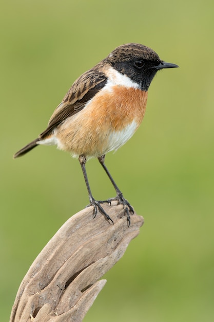 Mooie wilde vogel in de natuur