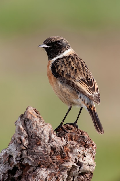 Mooie wilde vogel in de natuur