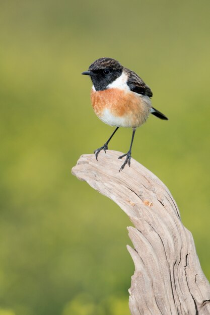 Mooie wilde vogel in de natuur