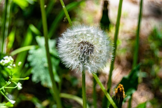 Mooie wildgroeiende bloemzaadpaardebloem op achtergrondweide